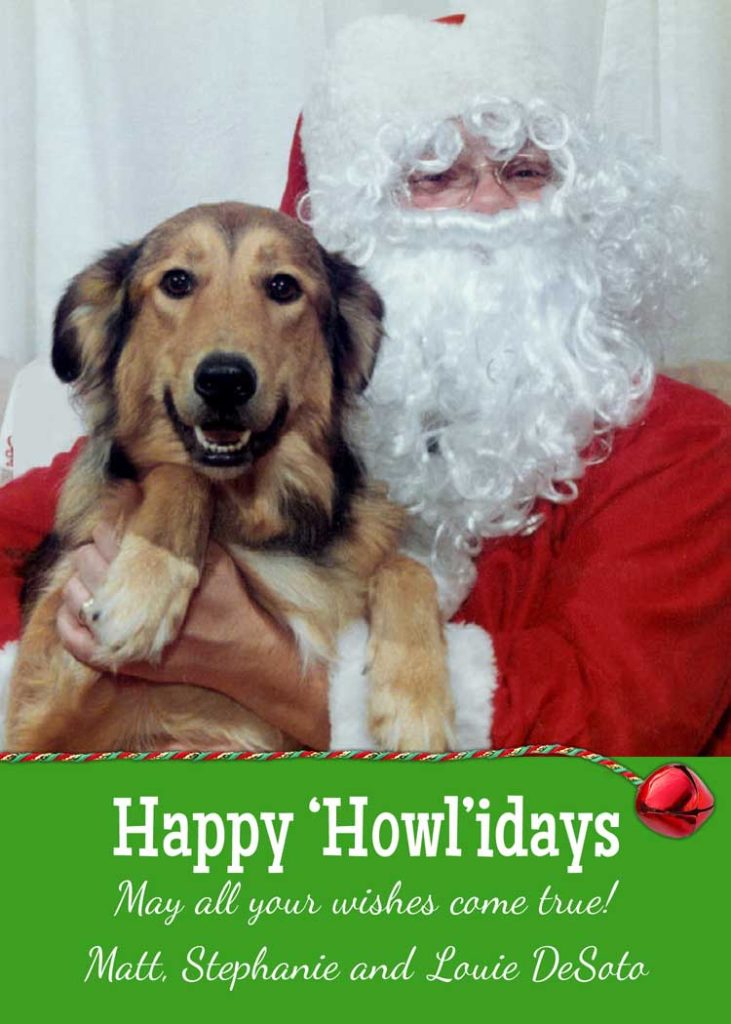 photo christmas card dog